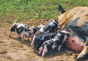 raising-piglets